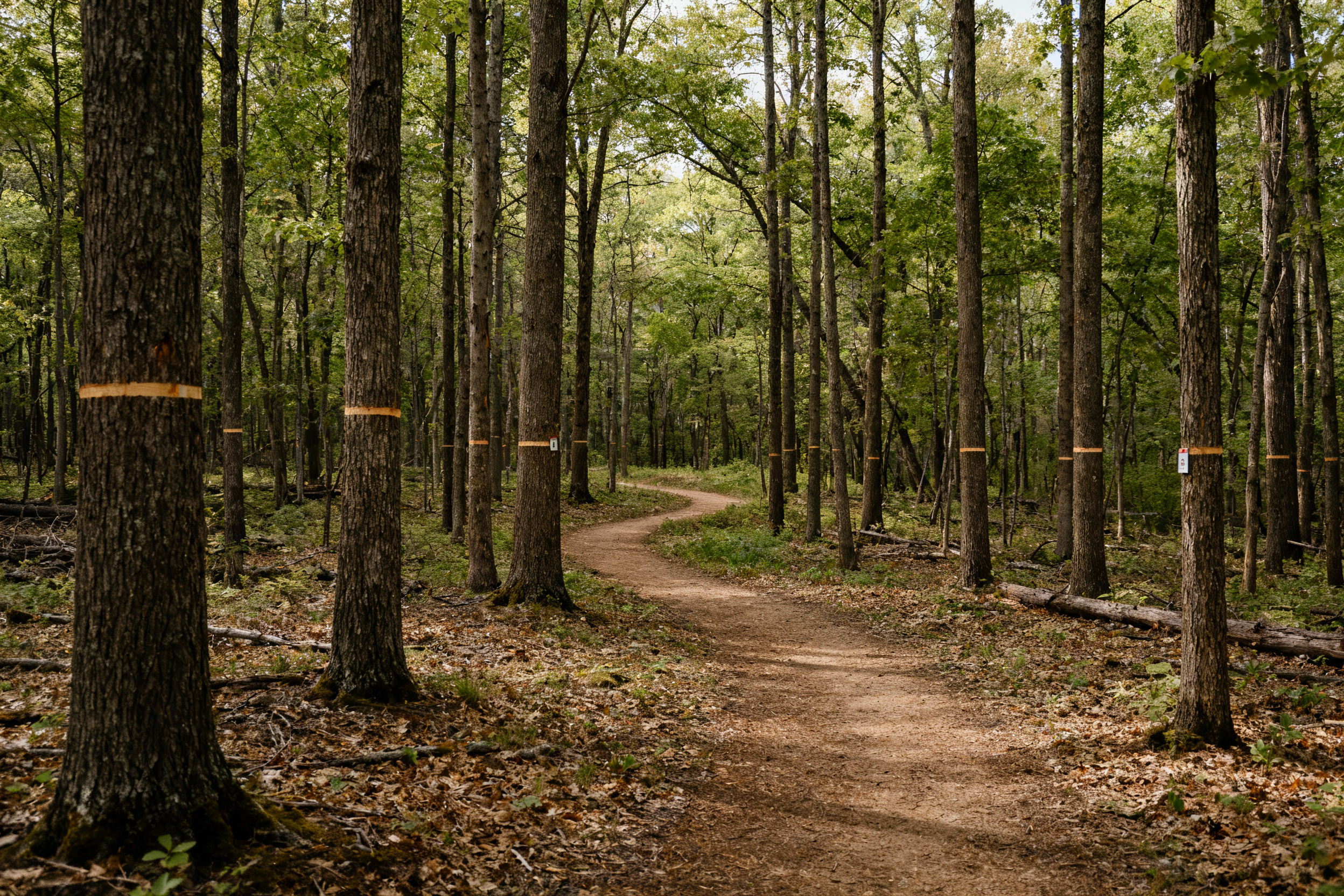 Managed woodland trail showing sustainable forestry practices