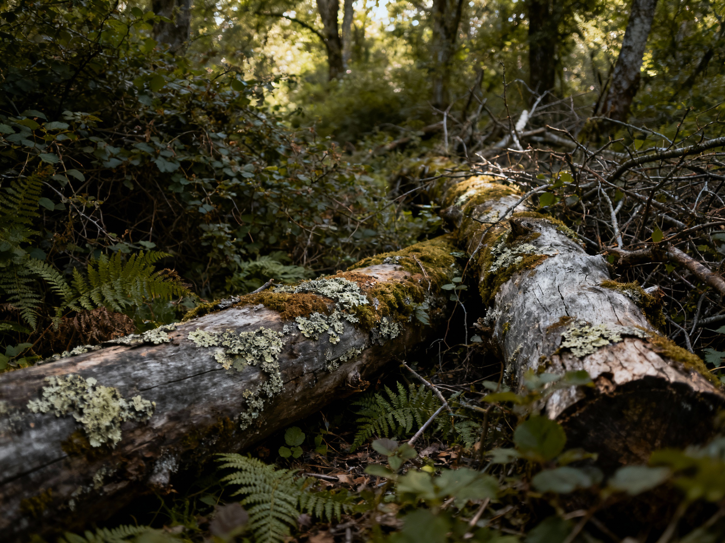 Overgrown woodland before low-impact logging work